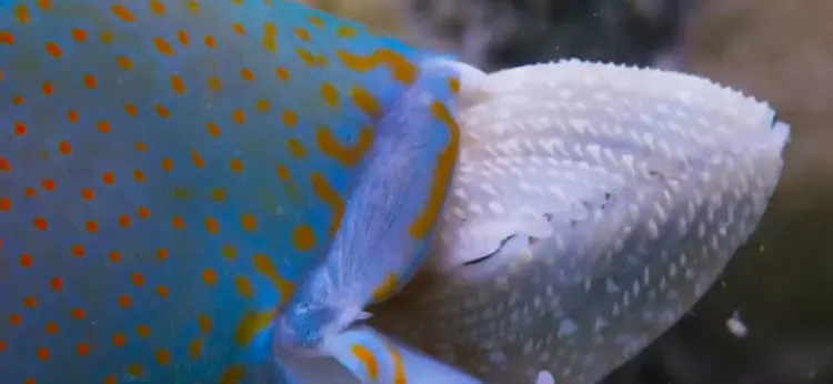 White strawberry cockle (Fragum fragum) as shown in Blue Planet II - One Ocean
